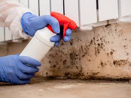 Why You Should Choose Our Mold Remediation Services in Sugar Land, TX